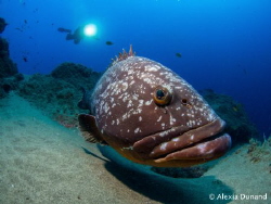 Friend Felix the Grouper and my buddy. Canary Islands, wh... by Alexia Dunand 